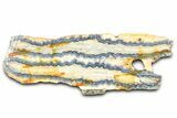 Mammoth Molar Slice With Case - South Carolina #377750-1